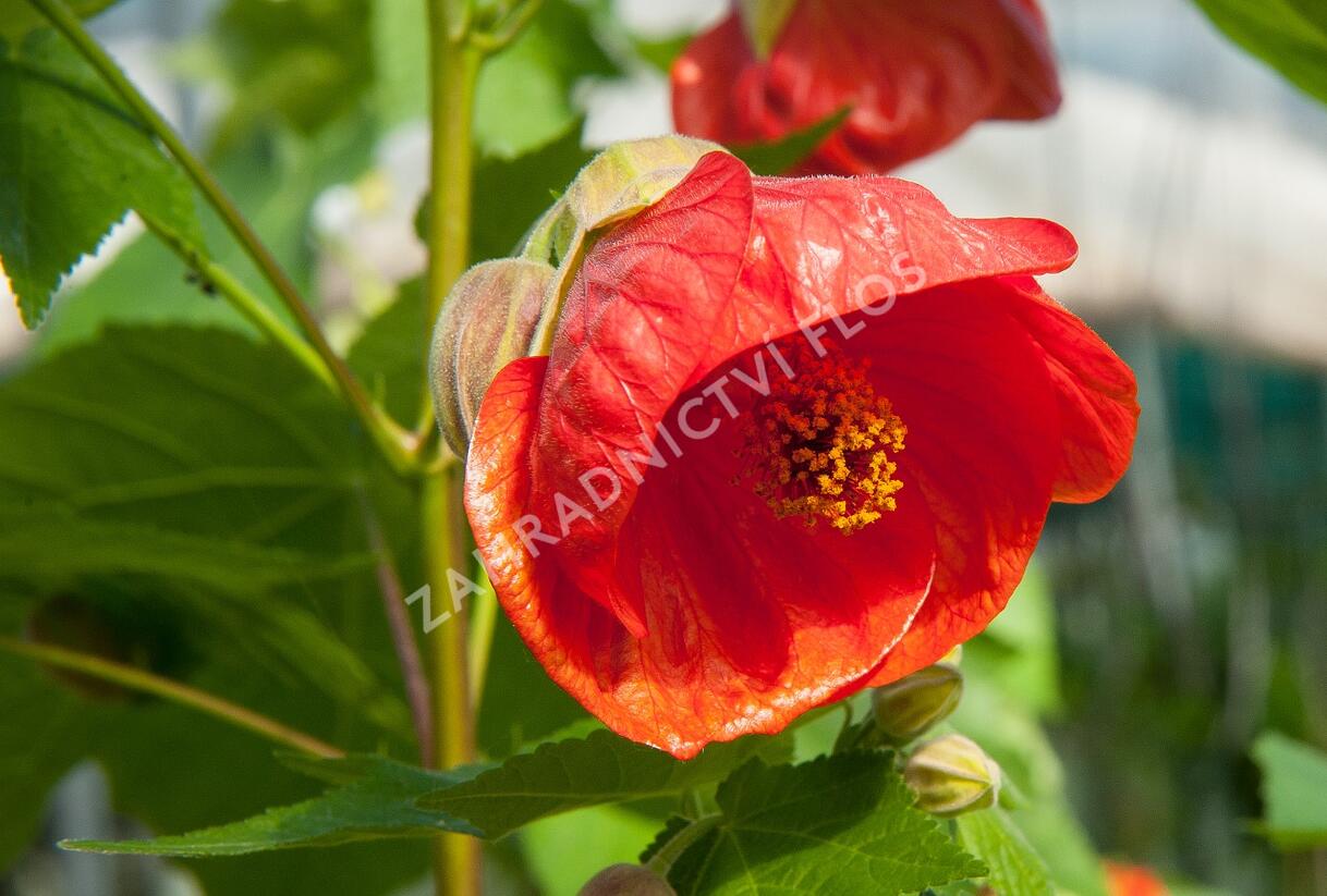 Mračňák 'Red Orange' - Abutilon hybridus 'Red Orange'