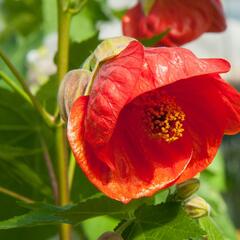 Mračňák 'Red Orange' - Abutilon hybridus 'Red Orange'