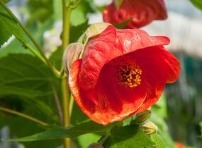 Mračňák 'Red Orange' - Abutilon hybridus 'Red Orange'