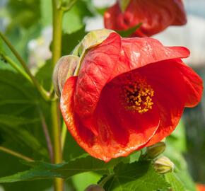 Mračňák 'Red Orange' - Abutilon hybridus 'Red Orange'