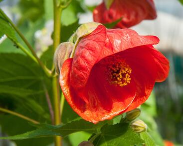 Mračňák 'Red Orange'