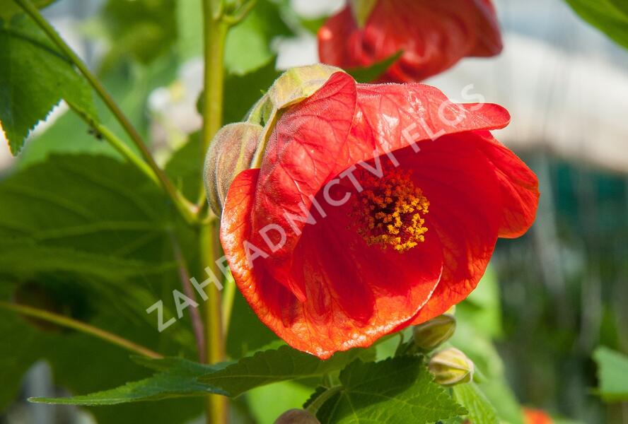 Mračňák 'Red Orange' - Abutilon hybridus 'Red Orange'