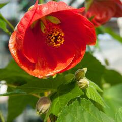 Mračňák 'Red' - Abutilon hybridus 'Red'