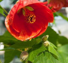 Mračňák 'Red' - Abutilon hybridus 'Red'