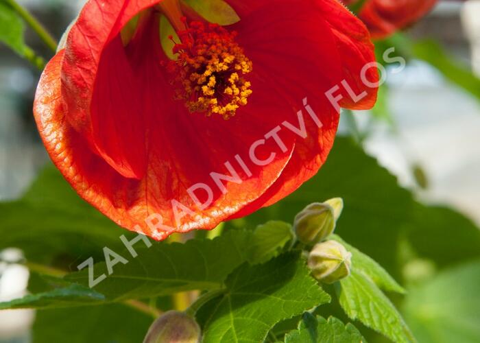 Mračňák 'Red' - Abutilon hybridus 'Red'