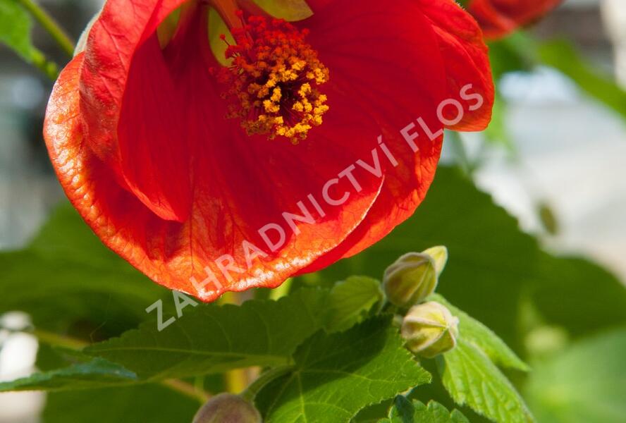 Mračňák 'Red' - Abutilon hybridus 'Red'