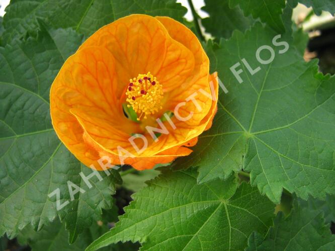 Mračňák 'Orange' - Abutilon hybridus 'Orange'