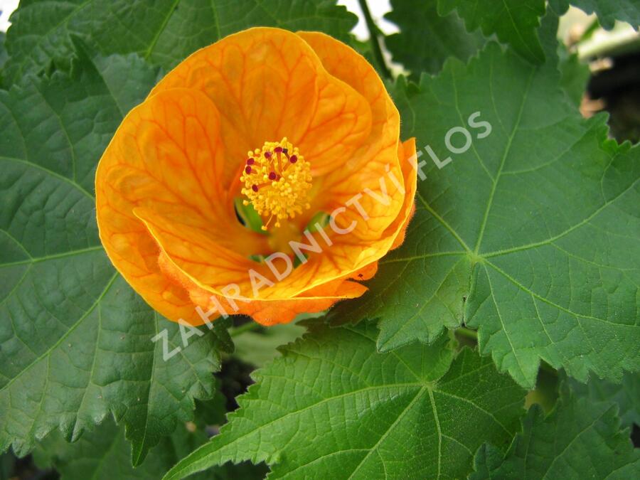 Mračňák 'Orange' - Abutilon hybridus 'Orange'