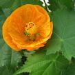 Mračňák 'Orange' - Abutilon hybridus 'Orange'