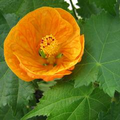 Mračňák 'Orange' - Abutilon hybridus 'Orange'