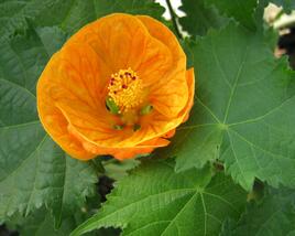 Mračňák 'Orange'