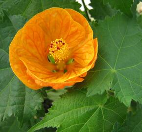 Mračňák 'Orange' - Abutilon hybridus 'Orange'