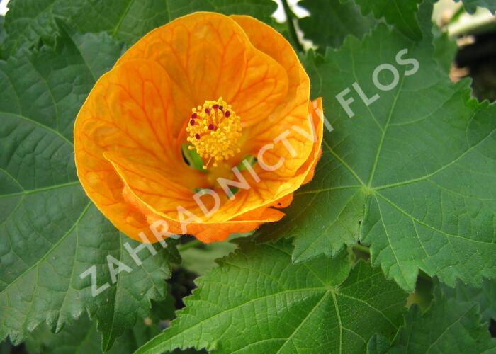 Mračňák 'Orange' - Abutilon hybridus 'Orange'