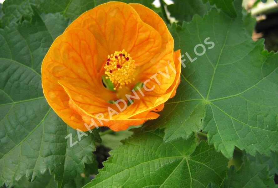 Mračňák 'Orange' - Abutilon hybridus 'Orange'