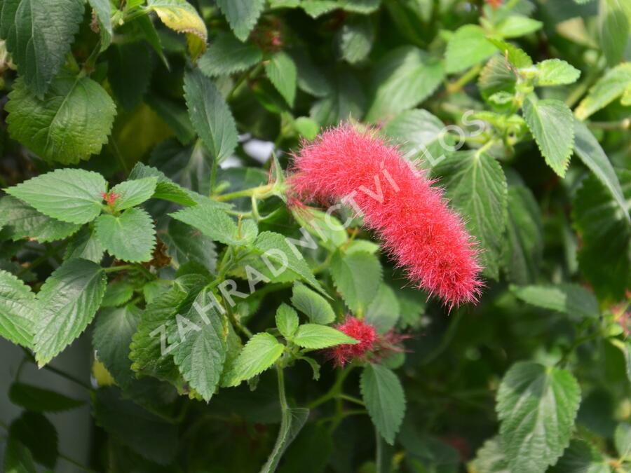 Kočičí ocásek, palnice 'Cat's Tails' - Acalypha hispaniolae 'Cat's Tails'