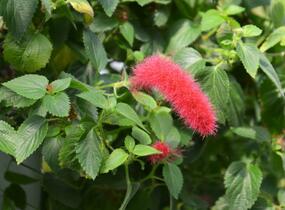 Kočičí ocásek, palnice 'Cat's Tails' - Acalypha hispaniolae 'Cat's Tails'