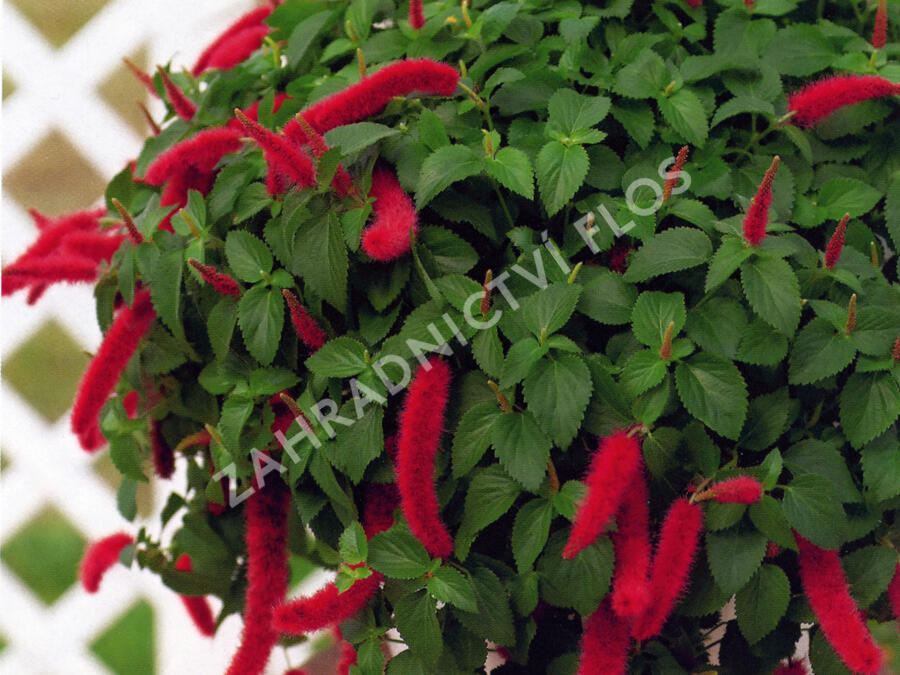 Kočičí ocásek, palnice 'Cat's Tails' - Acalypha hispaniolae 'Cat's Tails'