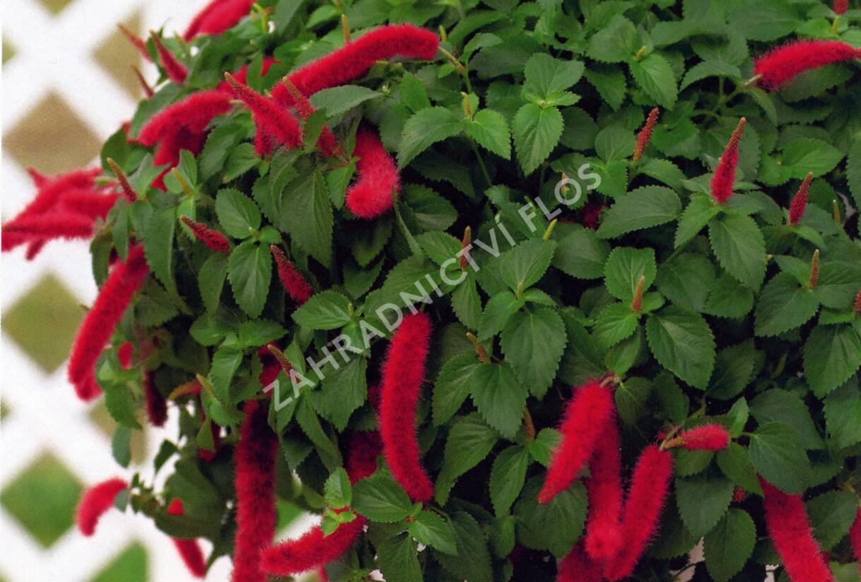 Kočičí ocásek, palnice 'Cat's Tails' - Acalypha hispaniolae 'Cat's Tails'