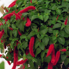 Kočičí ocásek, palnice 'Cat's Tails' - Acalypha hispaniolae 'Cat's Tails'