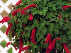 Kočičí ocásek, palnice 'Cat's Tails' - Acalypha hispaniolae 'Cat's Tails'