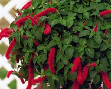 Kočičí ocásek, palnice 'Cat's Tails'