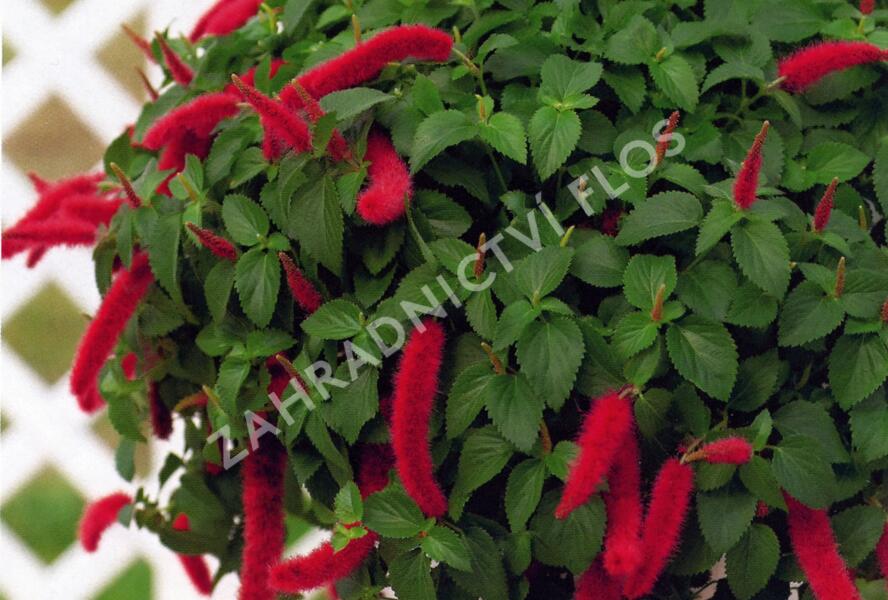 Kočičí ocásek, palnice 'Cat's Tails' - Acalypha hispaniolae 'Cat's Tails'