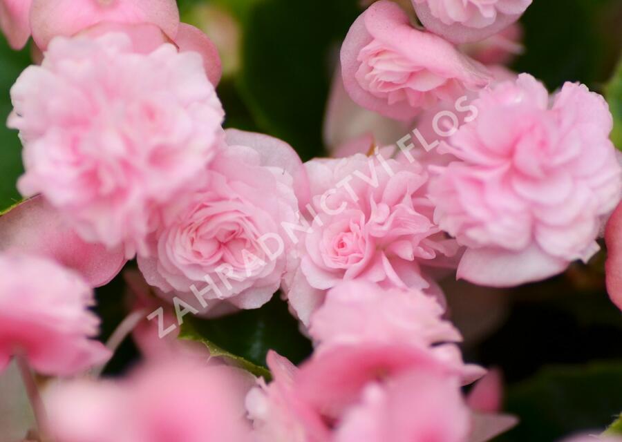 Begónie stálokvětá, ledovka, voskovka 'Paso Doble Candy Pink' - Begonia semperflorens 'Paso Doble Candy Pink'