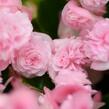 Begónie stálokvětá, ledovka, voskovka 'Paso Doble Candy Pink' - Begonia semperflorens 'Paso Doble Candy Pink'