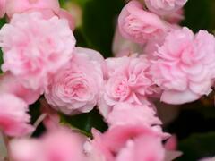 Begónie stálokvětá, ledovka, voskovka 'Paso Doble Candy Pink' - Begonia semperflorens 'Paso Doble Candy Pink'