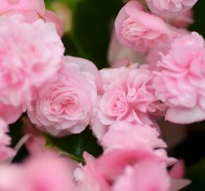 Begónie stálokvětá, ledovka, voskovka 'Paso Doble Candy Pink' - Begonia semperflorens 'Paso Doble Candy Pink'