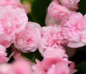 Begónie stálokvětá, ledovka, voskovka 'Paso Doble Candy Pink' - Begonia semperflorens 'Paso Doble Candy Pink'
