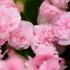 begonie-stalokveta-ledovka-voskovka-paso-doble-candy-pink.jpg