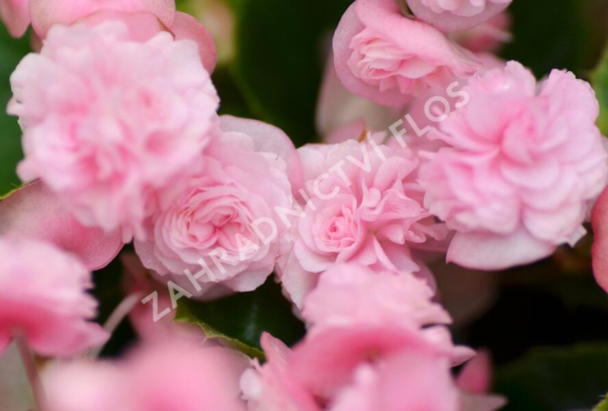 Begónie stálokvětá, ledovka, voskovka 'Paso Doble Candy Pink' - Begonia semperflorens 'Paso Doble Candy Pink'