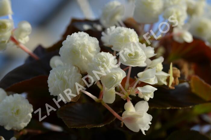 Begónie stálokvětá, ledovka, voskovka 'Doublet White' - Begonia semperflorens 'Doublet White'