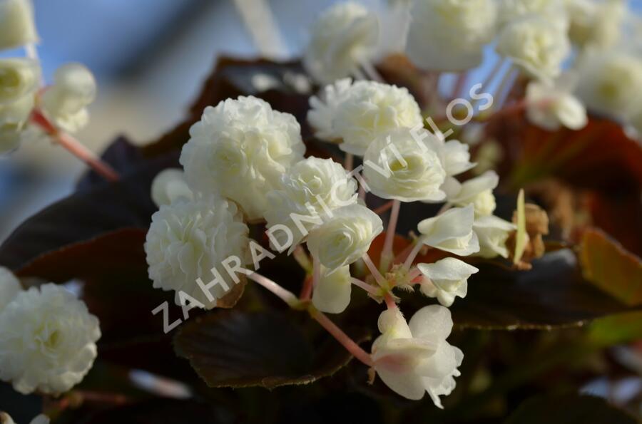 Begónie stálokvětá, ledovka, voskovka 'Doublet White' - Begonia semperflorens 'Doublet White'