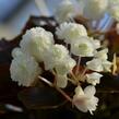 Begónie stálokvětá, ledovka, voskovka 'Doublet White' - Begonia semperflorens 'Doublet White'