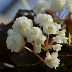 Begónie stálokvětá, ledovka, voskovka 'Doublet White' - Begonia semperflorens 'Doublet White'