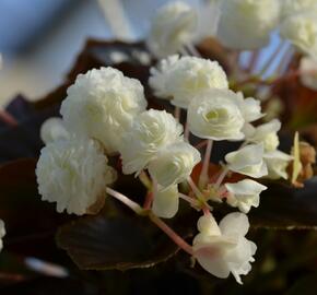 Begónie stálokvětá, ledovka, voskovka 'Doublet White' - Begonia semperflorens 'Doublet White'