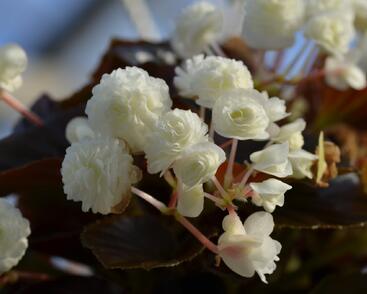 Begónie stálokvětá, ledovka, voskovka 'Doublet White'