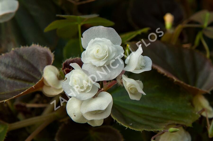 Begónie stálokvětá, ledovka, voskovka 'Doublet White' - Begonia semperflorens 'Doublet White'