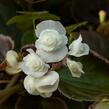 Begónie stálokvětá, ledovka, voskovka 'Doublet White' - Begonia semperflorens 'Doublet White'