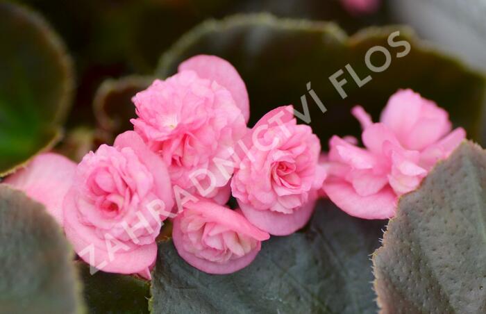 Begónie stálokvětá, ledovka, voskovka 'Doublet Rose' - Begonia semperflorens 'Doublet Rose'