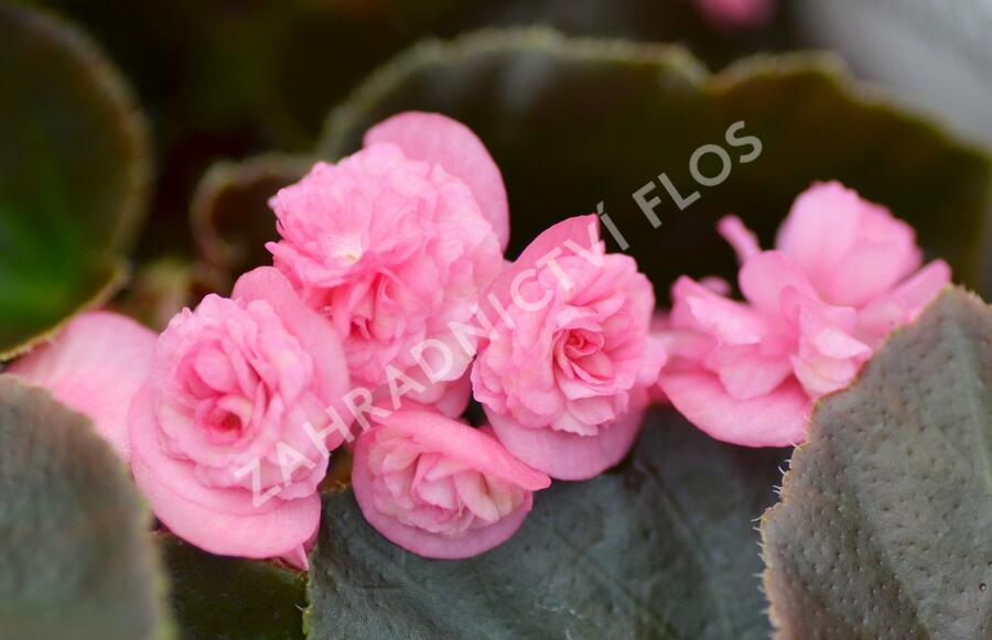 Begónie stálokvětá, ledovka, voskovka 'Doublet Rose' - Begonia semperflorens 'Doublet Rose'