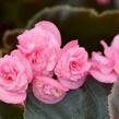 Begónie stálokvětá, ledovka, voskovka 'Doublet Rose' - Begonia semperflorens 'Doublet Rose'