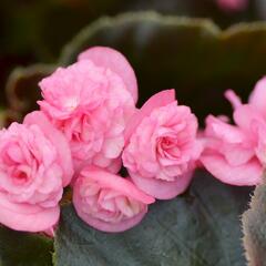 Begónie stálokvětá, ledovka, voskovka 'Doublet Rose' - Begonia semperflorens 'Doublet Rose'