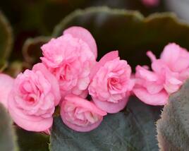 Begónie stálokvětá, ledovka, voskovka 'Doublet Rose'