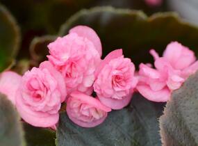 Begónie stálokvětá, ledovka, voskovka 'Doublet Rose' - Begonia semperflorens 'Doublet Rose'