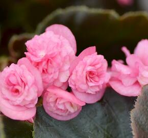 Begónie stálokvětá, ledovka, voskovka 'Doublet Rose' - Begonia semperflorens 'Doublet Rose'