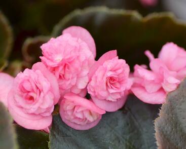 Begónie stálokvětá, ledovka, voskovka 'Doublet Rose'