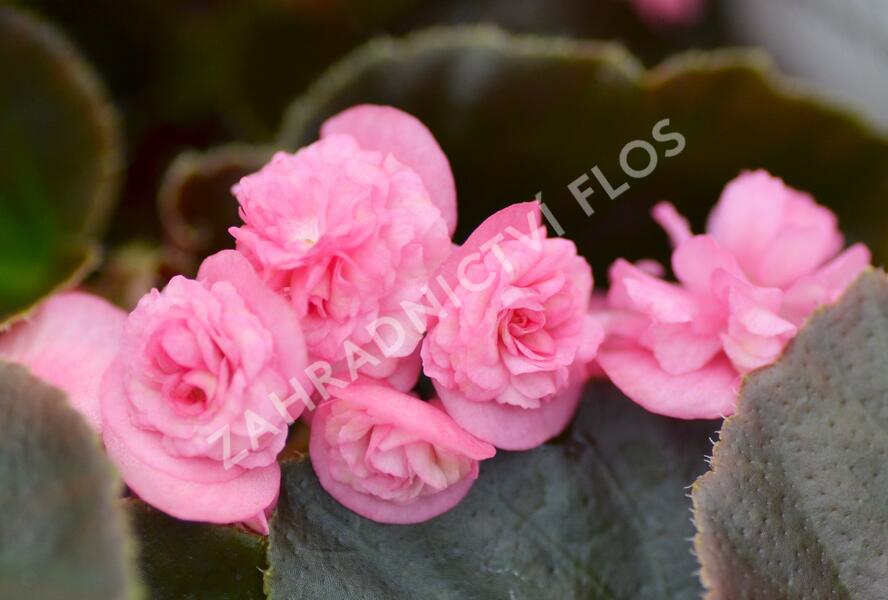 Begónie stálokvětá, ledovka, voskovka 'Doublet Rose' - Begonia semperflorens 'Doublet Rose'
